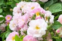 ʱݰֻͨƺӡ·ǾޱȾʱ